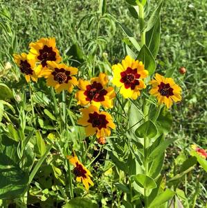 Team Page: Sarah's Sunflowers